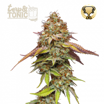 Terp & Tonic - картинка 1