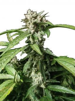 Boca Negra - картинка 1