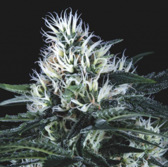 Wembley Fast - картинка 1