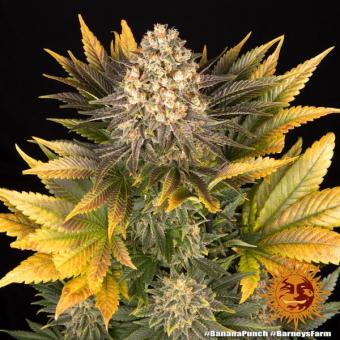 Banana Punch - картинка 8