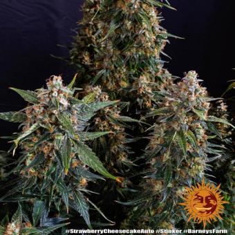 Strawberry Cheesecake Auto - картинка 11