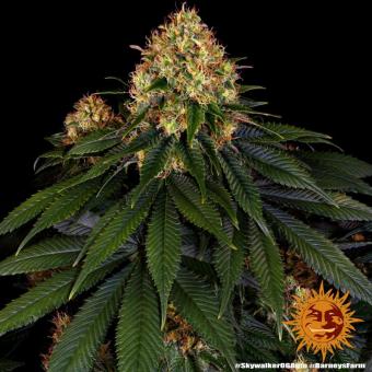 Skywalker OG Auto - картинка 6