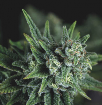 Galaxy Fast - картинка 1