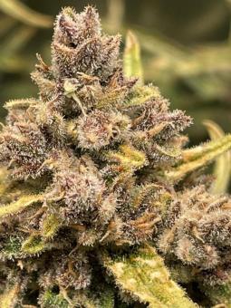 White Bhutanese - картинка 7