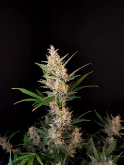 Auto-Bomb - картинка 2