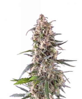 Auto Amnesia Gold - картинка 1