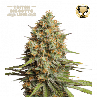 Triton Biscotto Lime Auto - картинка 1