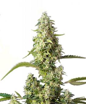 Gorilla Girl XL Auto - картинка 1