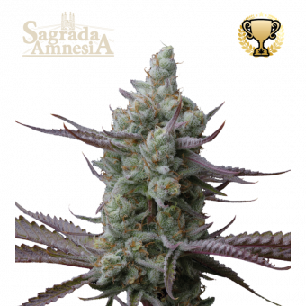 Sagrada Amnesia - картинка 1