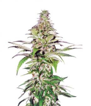 Northern Lights - картинка 5