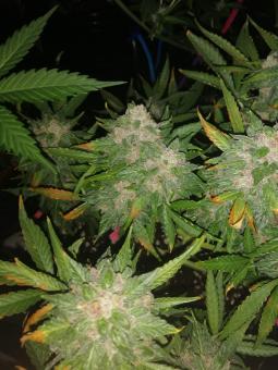 Auto Kryptonite - картинка 4