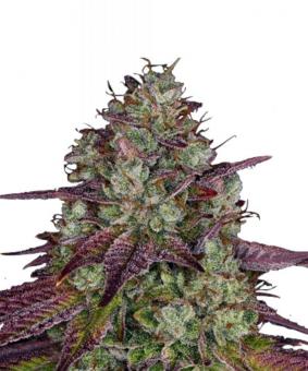 Mimosa Evo - картинка 1