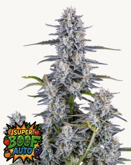 Super Boof Auto - картинка 1