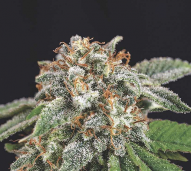 Galaxy x Runtz - картинка 1