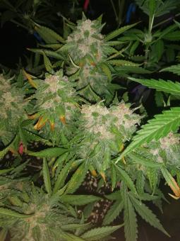 Auto Kryptonite - картинка 3