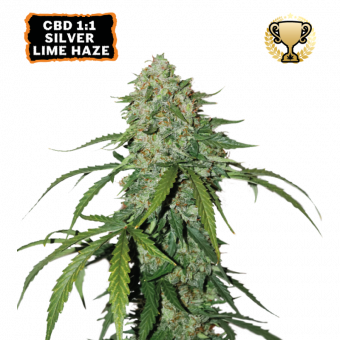 CBD 1:1 Silver Lime Haze Auto - картинка 1