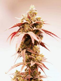 Washing Machine - картинка 2