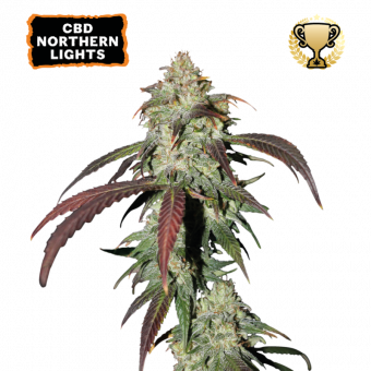 CBD Northern Lights - картинка 1