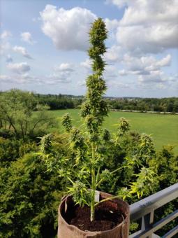 Candy Bubatz XL - картинка 1