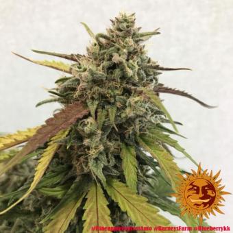 Pineapple Express auto - картинка 3
