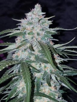 Pineapple Express Auto - картинка 3
