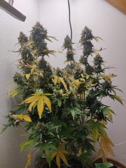 Superior XXL Auto Mix - картинка 3