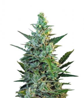 Sweet Skunk Auto - картинка 6