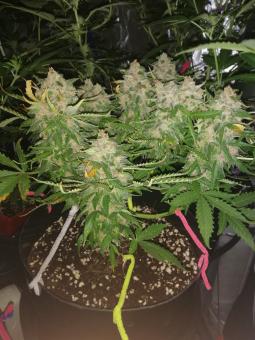 Auto Kryptonite - картинка 5