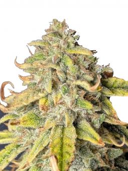 Al Tiro Auto - картинка 2