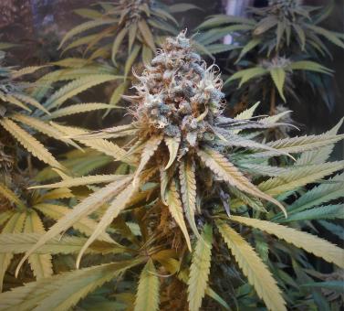 Auto Amnesia Gold - картинка 5