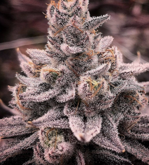 Banana Dessert S1 - картинка 1