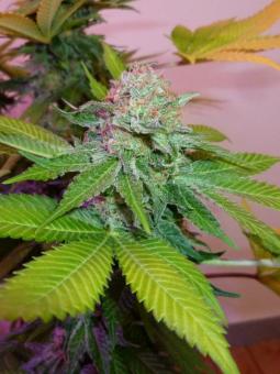Auto Northern Light genetics - картинка 2