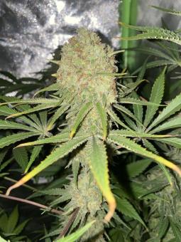 Boca Negra - картинка 4