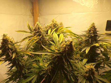 Tutankhamon - картинка 2