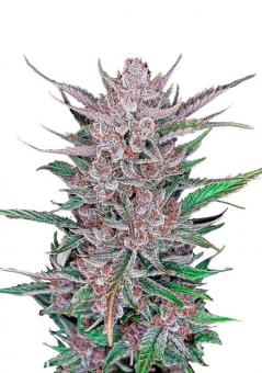 Gorilla Punch Auto - картинка 1