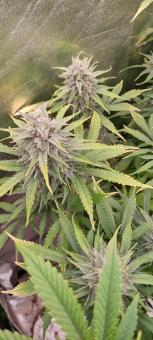 Auto Muffin genetics - картинка 3