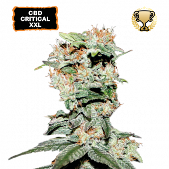 CBD Critical XXL - картинка 1