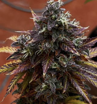 Diesel Ryder BX autofem - картинка 1