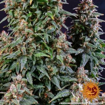 Watermelon Zkittlez Auto - картинка 10