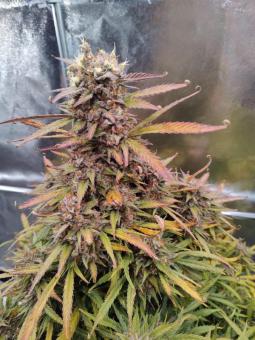 Mimosa Cake Auto - картинка 4