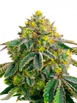Hulk OG genetics - картинка 1