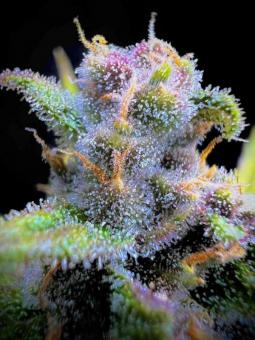 Gorilla Punch Auto - картинка 2