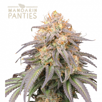 Mandarin Panties Auto - картинка 1