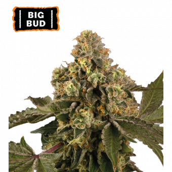Big Bud - картинка 1