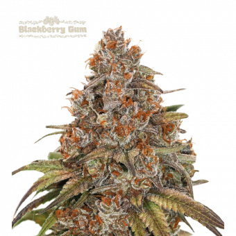Blackberry Gum Auto - картинка 1