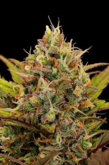 Superior XXL Auto Mix - картинка 1