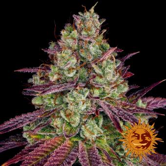Mimosa Evo - картинка 8