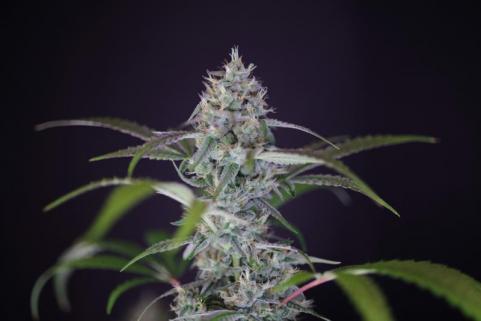 Blue Haze x Gelato 41 Auto - картинка 4