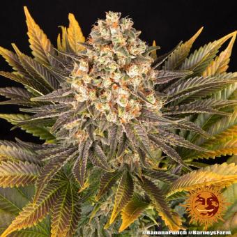 Banana Punch - картинка 9