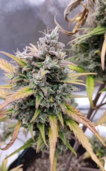 Purple Punch OG XL Auto - картинка 1